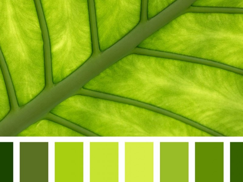 绿色搭配全指南 解锁不同绿色的高级感配色方案